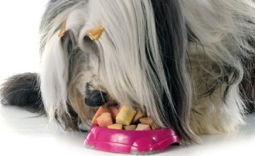 pas-hranjenje