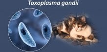 toksoplazmoza mačke
