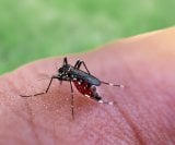 Virus zapadnog Nila