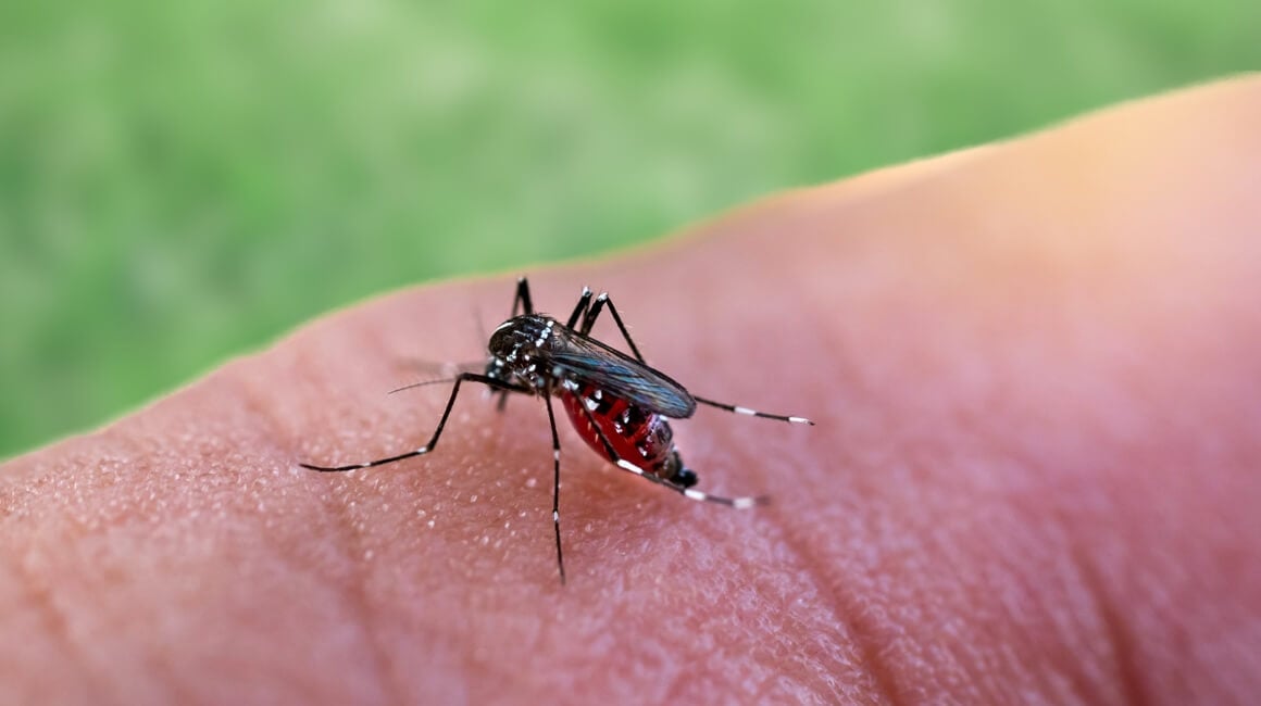 Virus zapadnog Nila