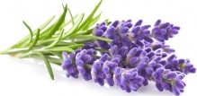 Lavanda