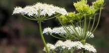pimpinella anisum