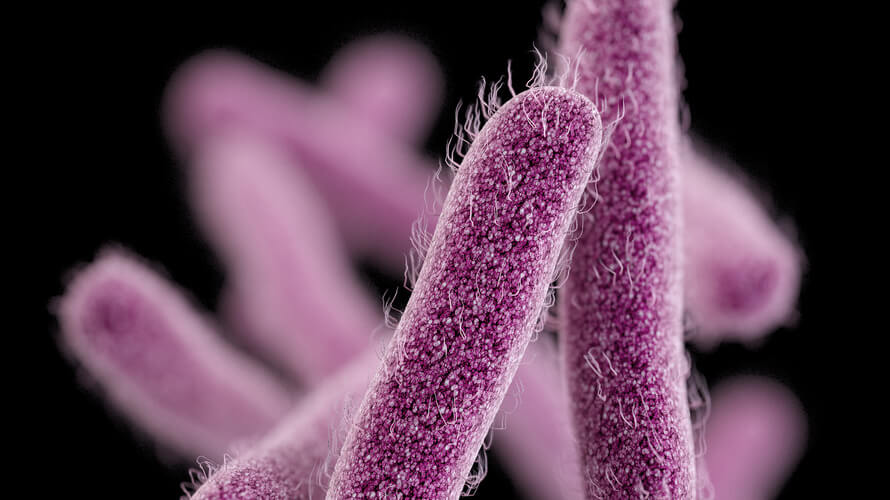 sigela bakterija