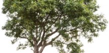 neem drvo