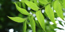 neem insekticid