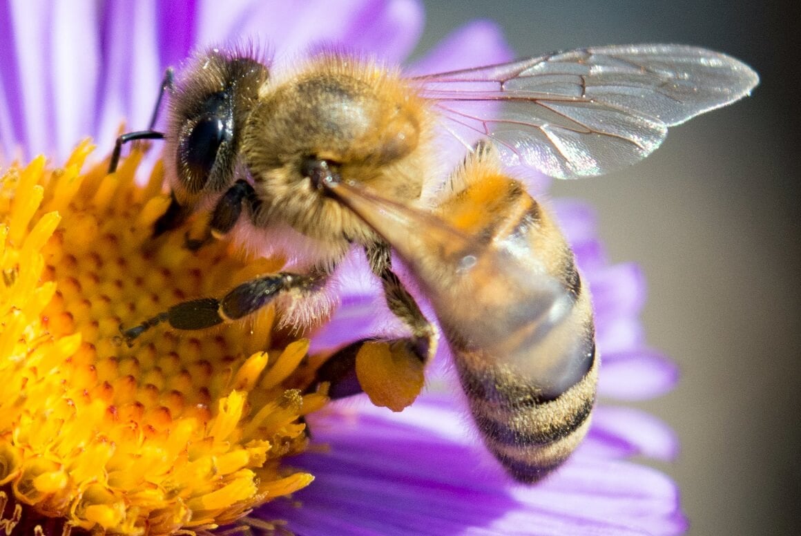 Kako izgleda pčela