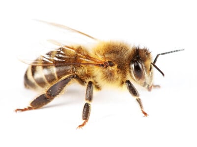 Liječenje medvjeđne intervertebralne hernije kod pčela