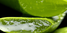 Avizor Alvera aloe vera list