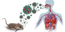 Hantavirus - simptomi