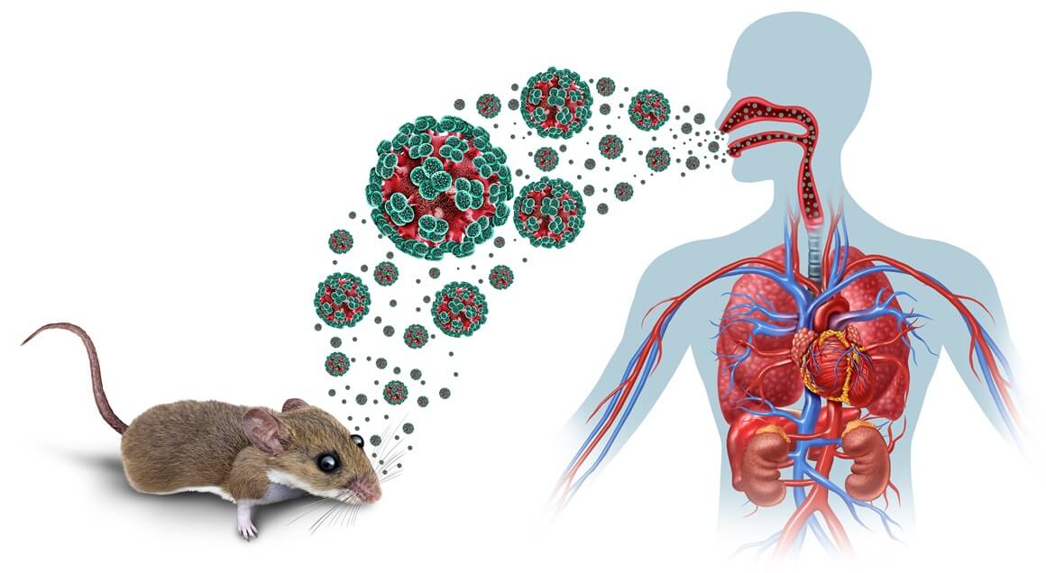 Hantavirus - simptomi