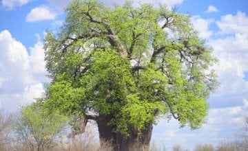 Baobab