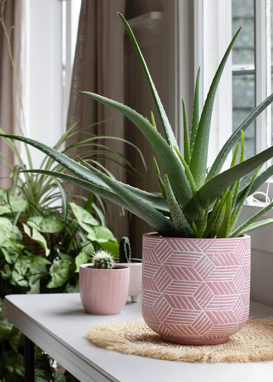 Dekorirajte dom biljkama koje čiste zrak