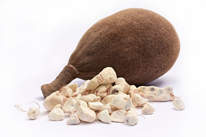Plod-baobab