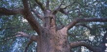 Stablo-baobab