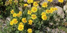 arnica krema