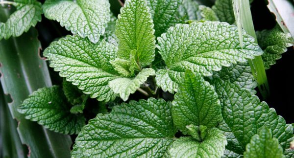 menta
