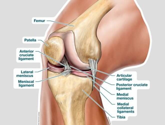 ligament bol u zglobu koljena)