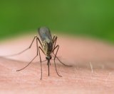 Ugriz-komarca