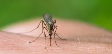 Ugriz-komarca