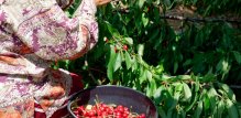 Višnje i trešnje - nutritivna svojstva