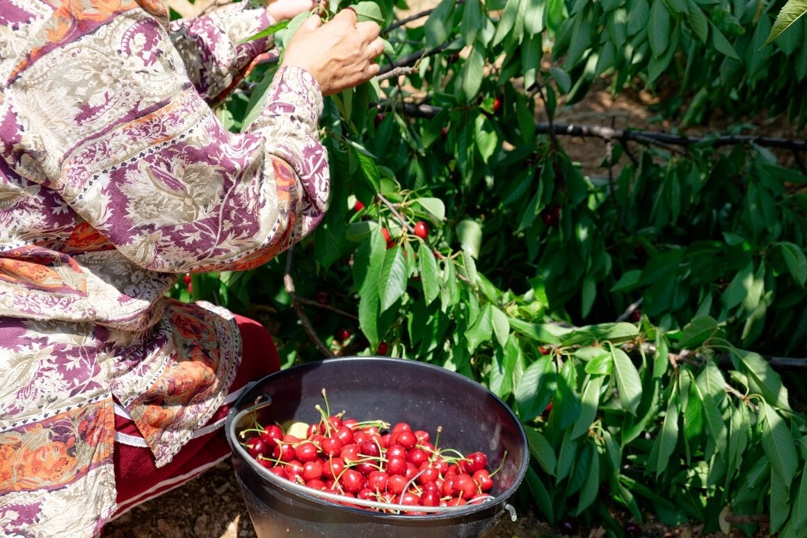 Višnje i trešnje - nutritivna svojstva