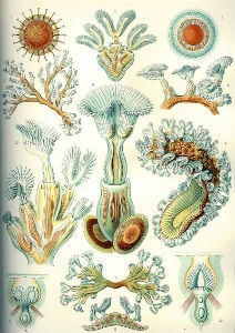 Haeckel-Bryozoa
