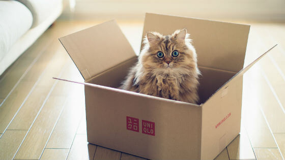 Mačke i kutije