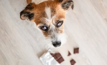 Hrana koja je otrovna ili loša za pse