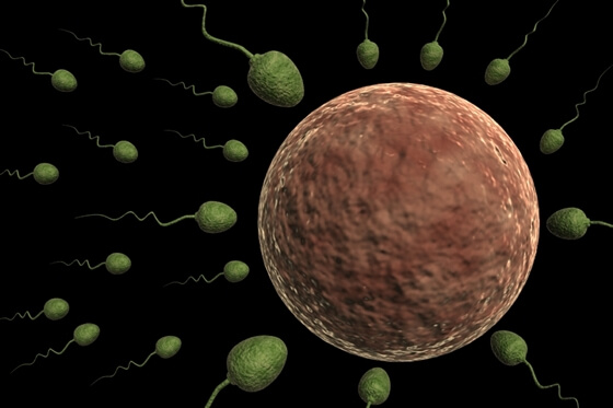 ovulacija spermij jajna stanica