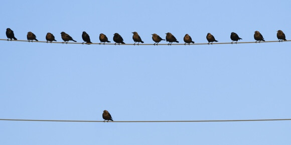 ptice-na-kablovima