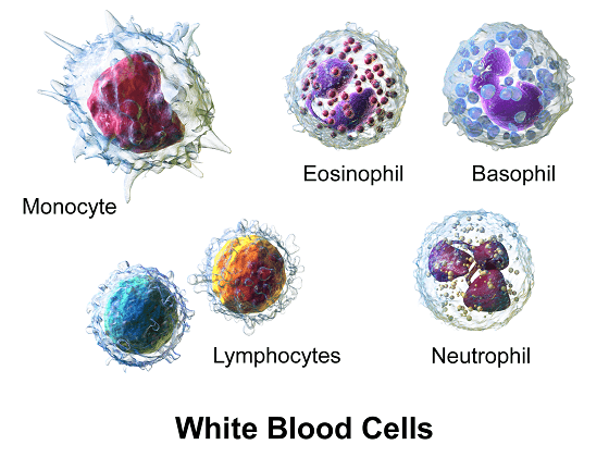 bijele krvne stanice