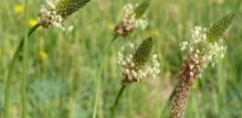 plantago lanceolata
