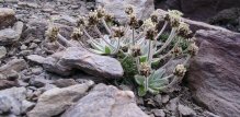 plantago nivalis