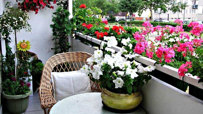 balkonsko_cvijece