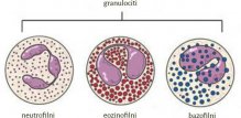 granulociti