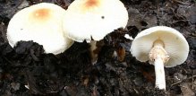 Lepiota cristata (haringača)