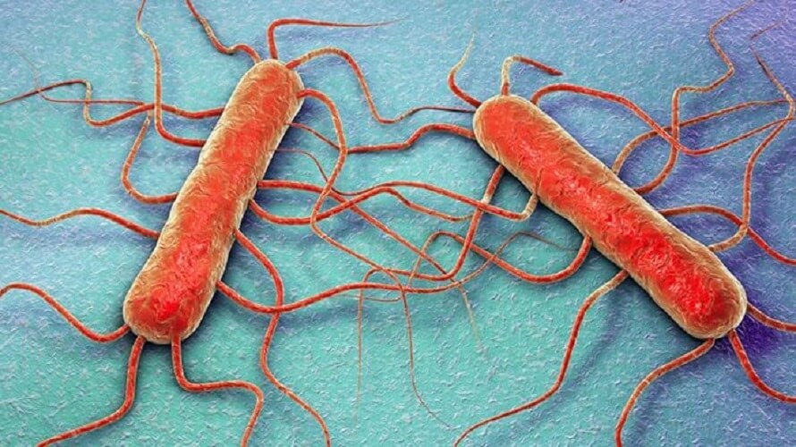 bakterija-listerija