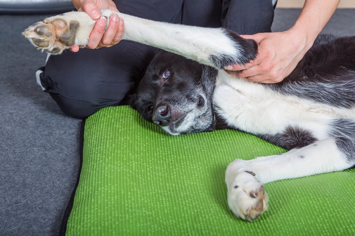 Masaže poboljšavaju krvotok svih dijelova tijela psa