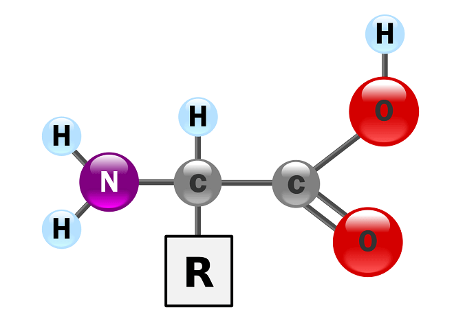 molekula-aminokiseline