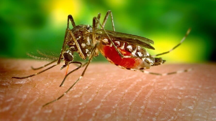 ugriz komarca -malarija