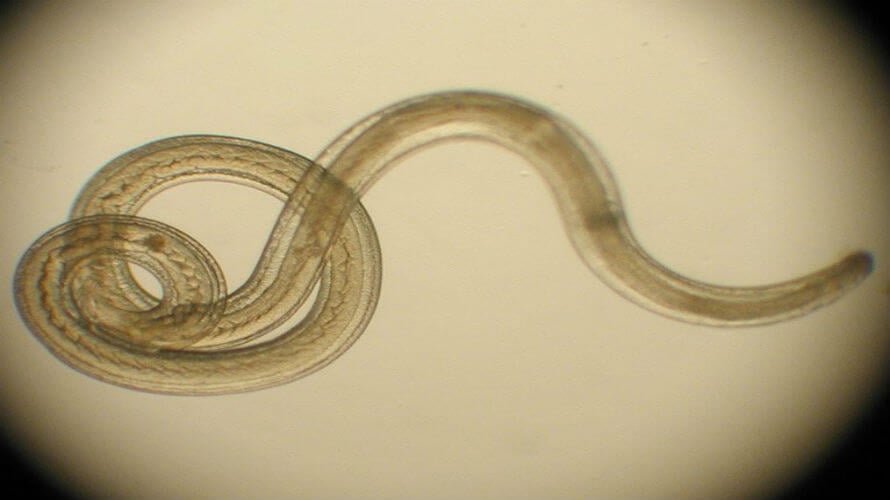 Ascite helminti - Parazit u crijevima covjeka ili zivotinja