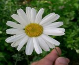 dalmatinski-buhac-cvijet