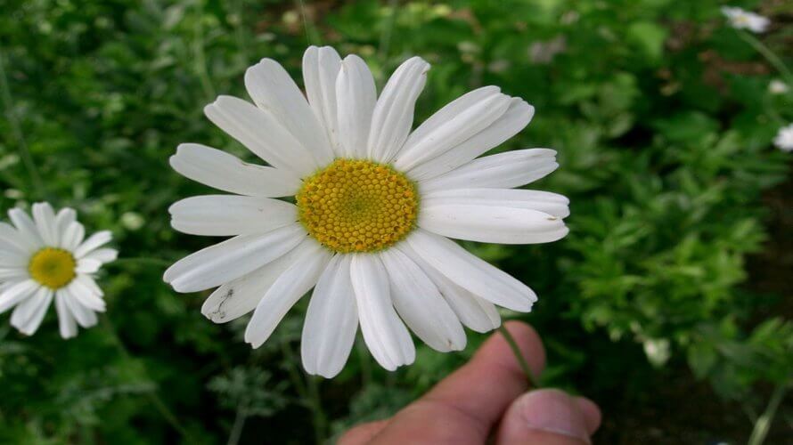 dalmatinski-buhac-cvijet
