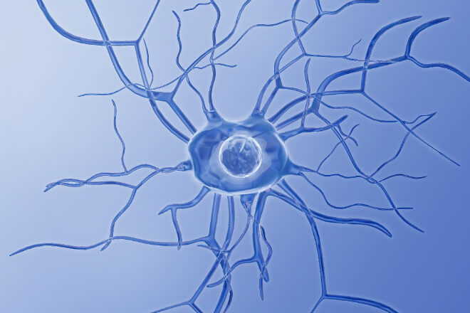 neuron