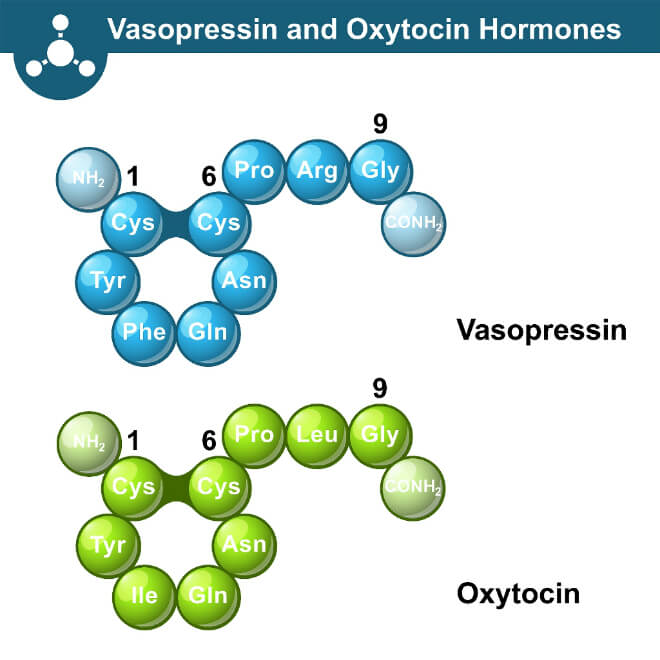 Oksitocin i vazopresin
