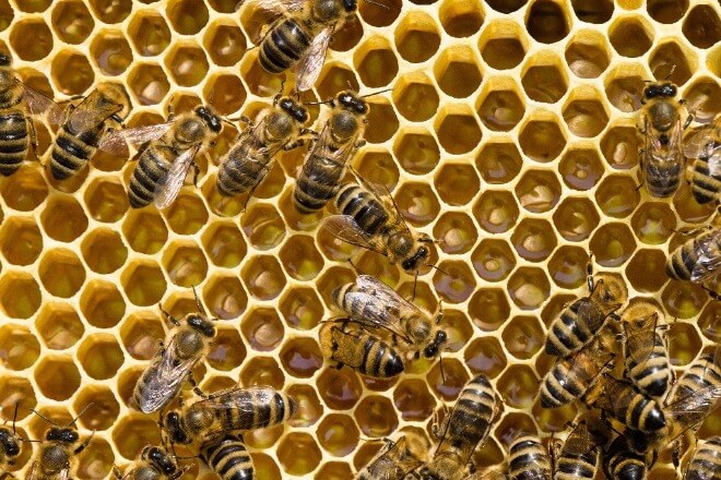 Pčelinje-saće