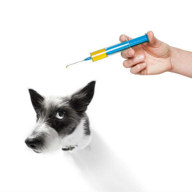 cijepljenje psa