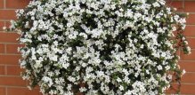 Bacopa-Cabana