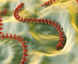 Leptospiroza