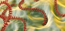 Leptospiroza